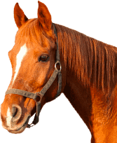 ცხენი - Horse