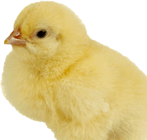 ფრინველი - Poultry
